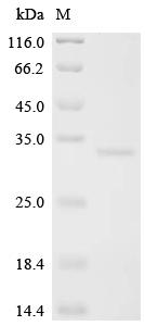 Recombinant Human Lymphocyte antigen 6 complex locus protein G6f (LY6G6F), partial