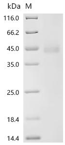 Recombinant Feline herpesvirus 1 Envelope glycoprotein B (UL27), partial