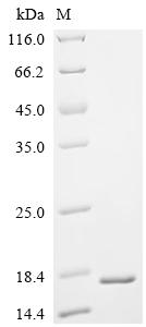 Recombinant Human Ribonuclease 4 (RNASE4)