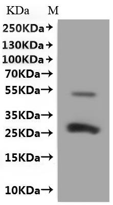 Recombinant Mouse CD9 antigen (Cd9)-VLPs
