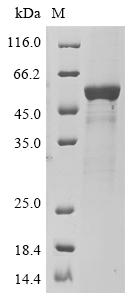 Recombinant Human Atrial natriuretic peptide receptor 2 (NPR2), partial