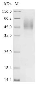 Recombinant Staphylococcus aureus Iron-regulated surface determinant protein H (isdH), partial