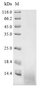Recombinant Escherichia coli Colicin-E5 (col), partial