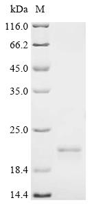 Recombinant Human Sorting nexin-12 (SNX12)