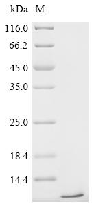 Recombinant Mycobacterium tuberculosis Metallothionein (mymT)
