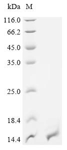 Recombinant Mycobacterium tuberculosis Meromycolate extension acyl carrier protein (acpM)