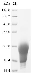 Recombinant Mycobacterium avium Lipoprotein lpqH (lpqH)