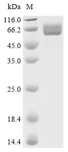 Recombinant Streptococcus pneumoniae Pneumolysin (ply)