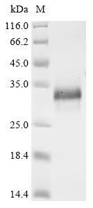 Recombinant Mouse Cornifin-A (Sprr1a)