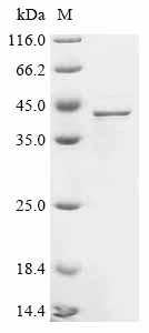 Recombinant Human Gastric triacylglycerol lipase (LIPF)