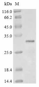 Recombinant Pantoea stewartii subsp. stewartii Transcriptional activator protein esaR (esaR)