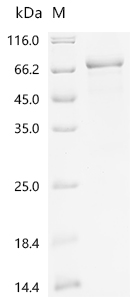 Recombinant Mouse Na (+)/H (+) exchange regulatory cofactor NHE-RF3 (Pdzk1)
