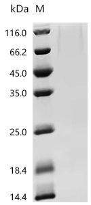 Recombinant African swine fever virus CD2 homolog, partial