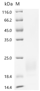 Recombinant Human Double homeobox protein 4 (DUX4), partial