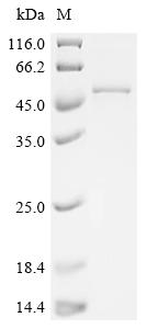 Recombinant Mouse Hydroxymethylglutaryl-CoA synthase, mitochondrial (Hmgcs2)