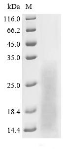 Recombinant Macrovipera lebetina Chymotrypsin-like protease VLCTLP