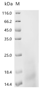 Recombinant Escherichia coli O6:H1 DNA-binding protein HU-alpha (hupA)