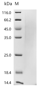 Recombinant Dog Parathyroid hormone/parathyroid hormone-related peptide receptor (PTH1R), partial