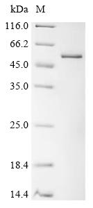 Recombinant Drosophila melanogaster Thioredoxin reductase 1, mitochondrial (Trxr1), partial