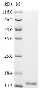 Recombinant Zea mays Profilin-1 (PRO1)