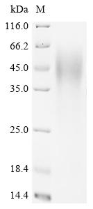 Recombinant Mouse Nuclear factor interleukin-3-regulated protein (Nfil3)