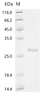 Recombinant Human Glutathione S-transferase A4 (GSTA4)