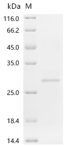 Recombinant Human Serine/threonine-protein phosphatase PGAM5, mitochondrial (PGAM5), partial