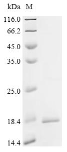 Recombinant Streptococcus agalactiae serotype V Nucleoside diphosphate kinase (ndk)