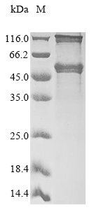 Recombinant Mouse Necdin (Ndn)