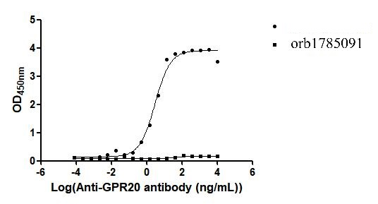 Recombinant Human G-protein coupled receptor 20 (GPR20)-VLPs (Active)