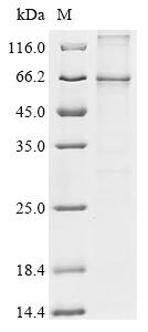 Recombinant Macaca fascicularis Parathyroid hormone/parathyroid hormone-related peptide receptor (PTH1R)