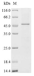 Recombinant Human Protein-serine O-palmitoleoyltransferase porcupine (PORCN)