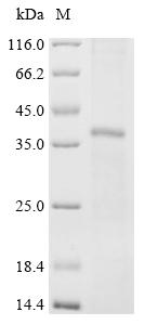 Recombinant Human Mas-related G-protein coupled receptor member D (MRGPRD)
