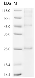Recombinant Human 3-oxo-5-alpha-steroid 4-dehydrogenase 2 (SRD5A2)