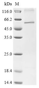 Recombinant Epstein-Barr virus Protein BDLF2 (BDLF2)
