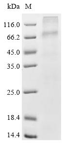 Recombinant Human Muscarinic acetylcholine receptor M5 (CHRM5)