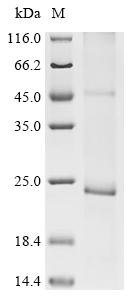 Recombinant Mouse ER lumen protein-retaining receptor 3 (Kdelr3)