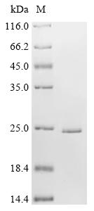 Recombinant Human Caveolin-1 (CAV1)