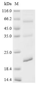Recombinant Human Ninjurin-1 (NINJ1)