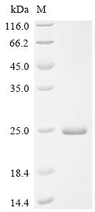 Recombinant Porcine reproductive and respiratory syndrome virus Nucleoprotein (N)