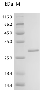 Recombinant Streptococcus agalactiae serotype III Single-stranded DNA-binding protein 1 (ssb1)