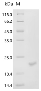 Recombinant Mouse Inhibin beta C chain (Inhbc), partial