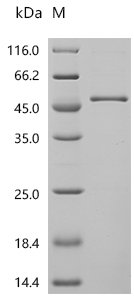 Recombinant Human S-adenosylmethionine synthase isoform type-1 (MAT1A)