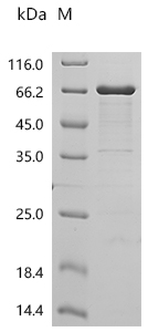 Recombinant Mouse Tripartite motif-containing protein 72 (Trim72)