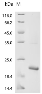 Recombinant Mycobacterium tuberculosis Metallothionein (mymT)