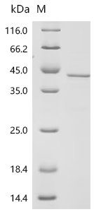 Recombinant Mouse Zinc-alpha-2-glycoprotein (Azgp1)