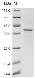 Recombinant Lolium perenne Major pollen allergen Lol p 5a (LOLPIB)