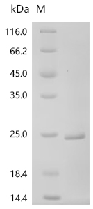 Recombinant Human Histone H2A type 2-A (H2AC18)