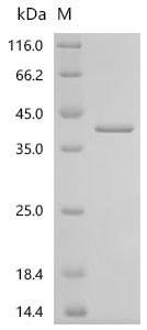 Recombinant Drosophila melanogaster Copia protein (GIP), partial