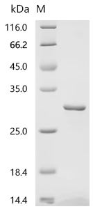 Recombinant Human Sorting nexin-12 (SNX12)